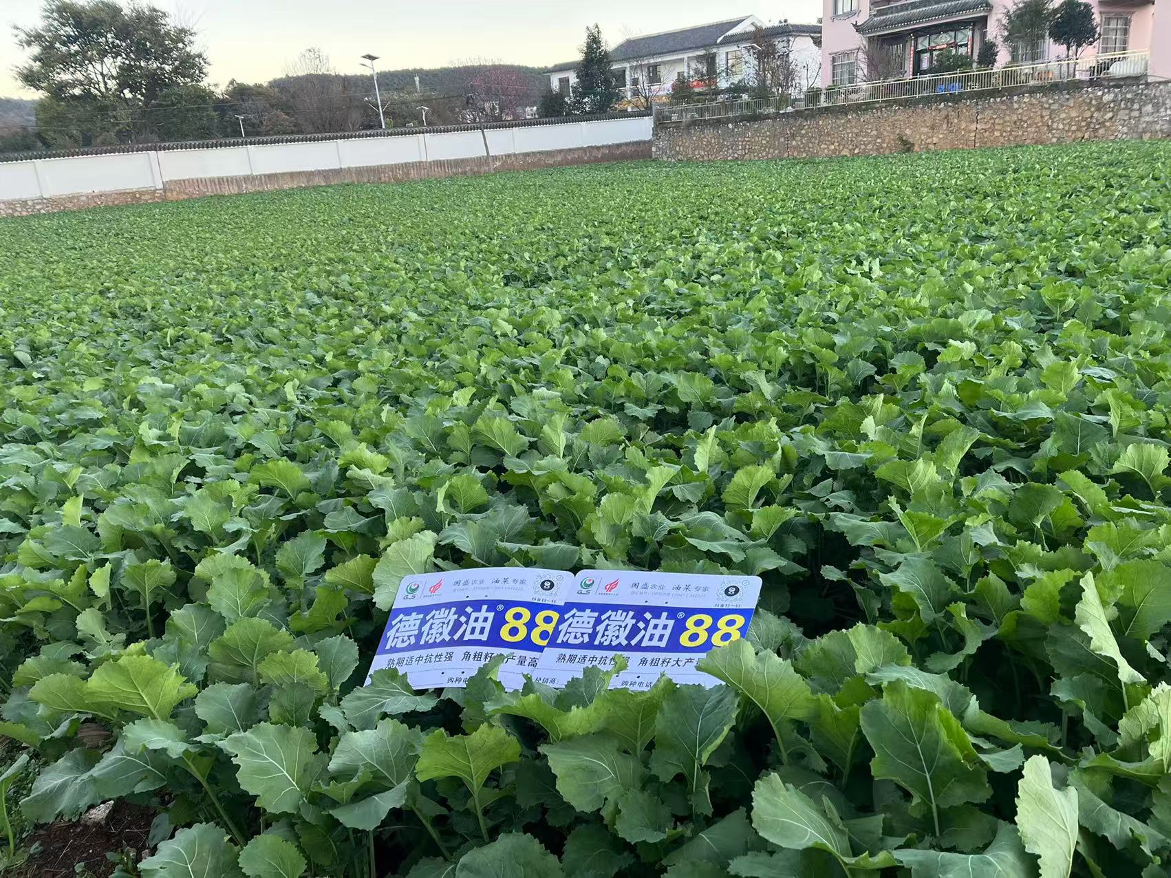 微信图片_20241220145642